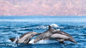 Retire-in-Mexico-two-dolphins-sea-of-cortes-o
