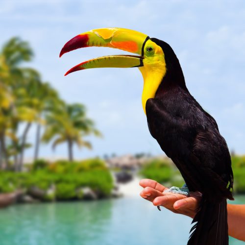 Riviera-maya-toucan-o